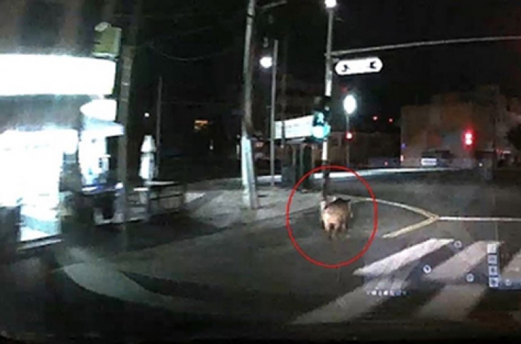 Hunt for a wild boar ongoing in Busan