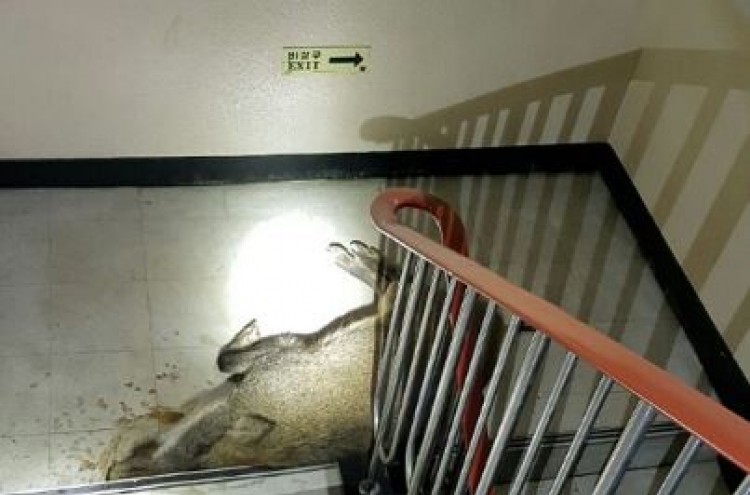 Wild boar spotted in apartment building, shot to death