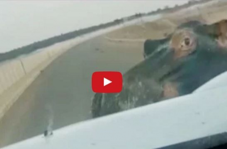 (영상) 운전 중 하마에게 봉변 ‘충격’