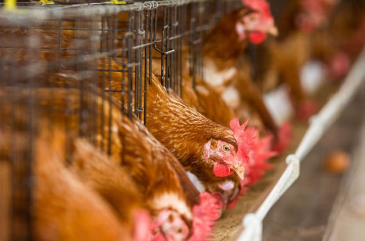 Factory farming blamed for massive bird flu outbreak: experts