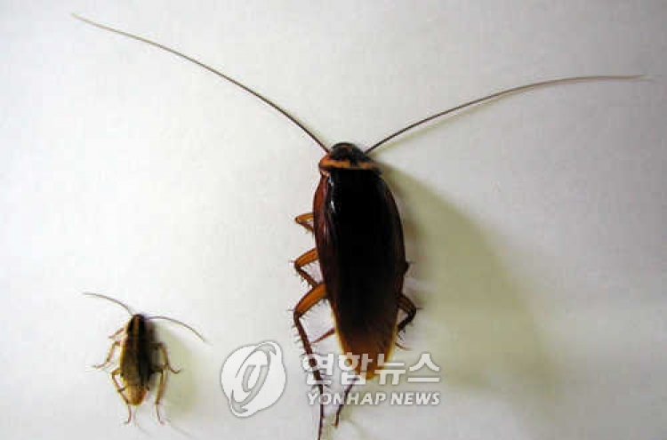 (연구) 바퀴벌레 왜 급증하나 봤더니…수컷없이 ‘번식’ 가능