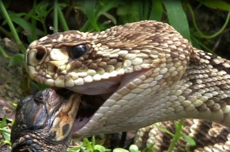 (영상) 거대 악어 삼키는 뱀 ‘놀라워’