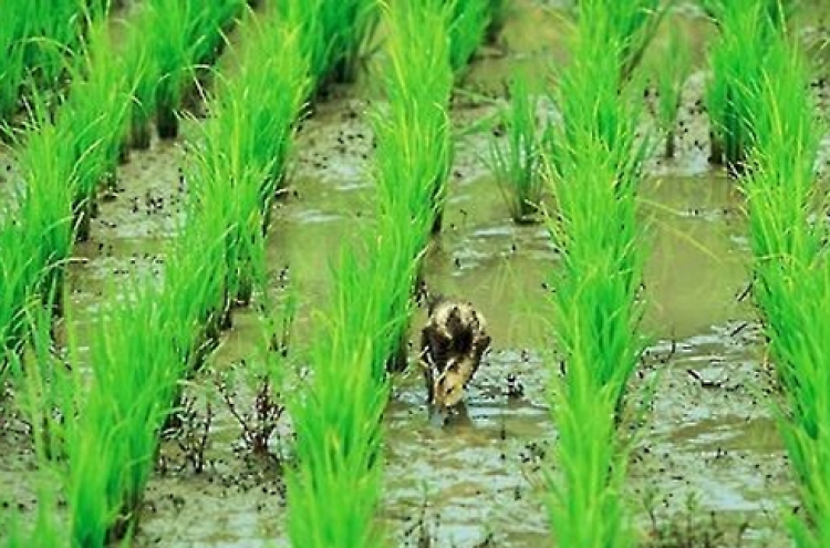 Korea's rice production costs down for 3 straight yrs in 2016
