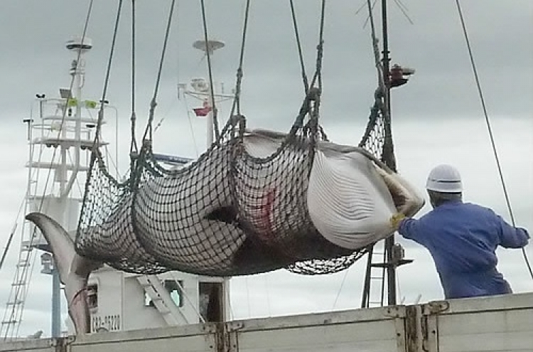 Animal rights advocates condemn Norway‘s whale hunt