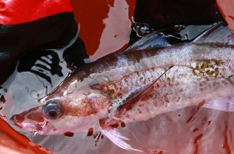 Near-extinct fish returns to Korean waters