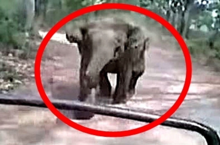 (영상) 야생 코끼리 기습에 사파리 관광객 결국…