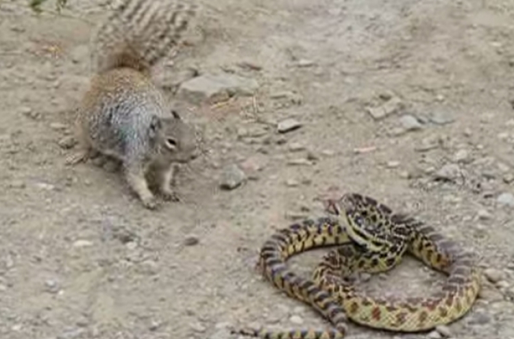 다람쥐 vs 뱀... 먹이사슬 ‘파괴’ 대결