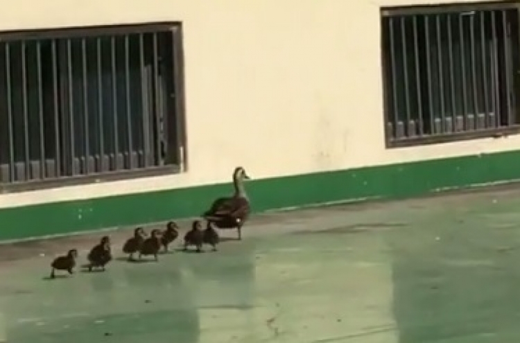 Ducklings trapped in building reunited with mother