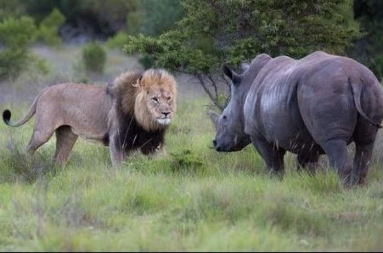 (영상) 사자 통한의 패...잠자는 ‘코뿔소 코털’ 건드려