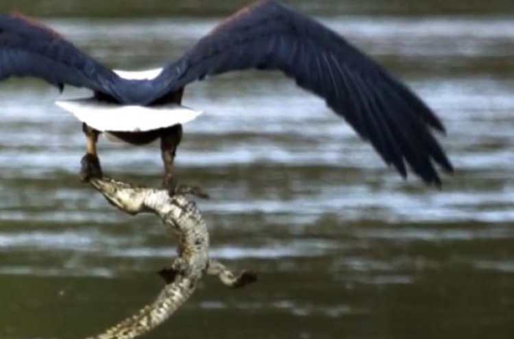 (영상) 독수리 대 악어, 서로 ‘먹고 먹히다’
