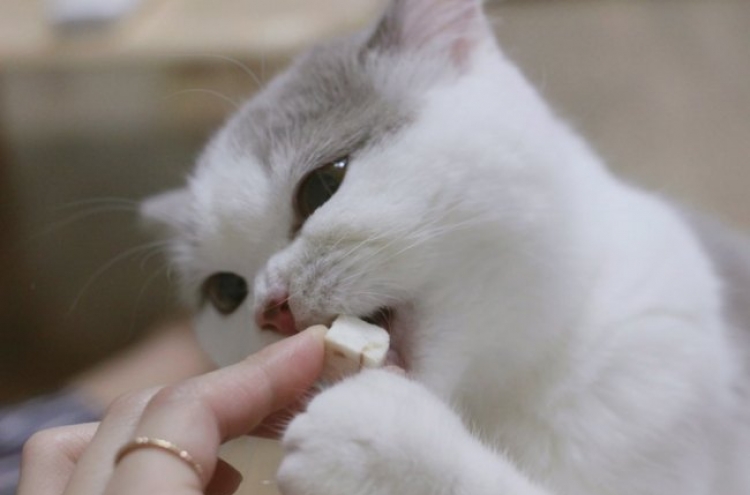 [Weekender] Upscale feline products cater to delicate tastes of cats
