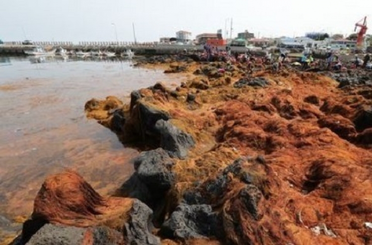 Invasive seaweed off Jeju originates from China: report