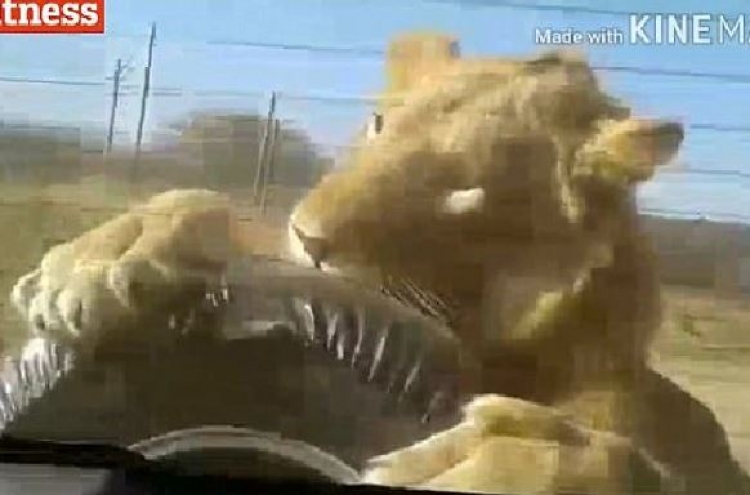(영상) 이것이 진정한 사파리… ‘사자의 이빨’