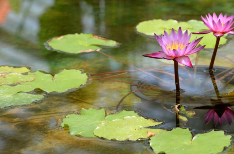 [Eye Plus] Lotus flower, miracle of unwavering purity