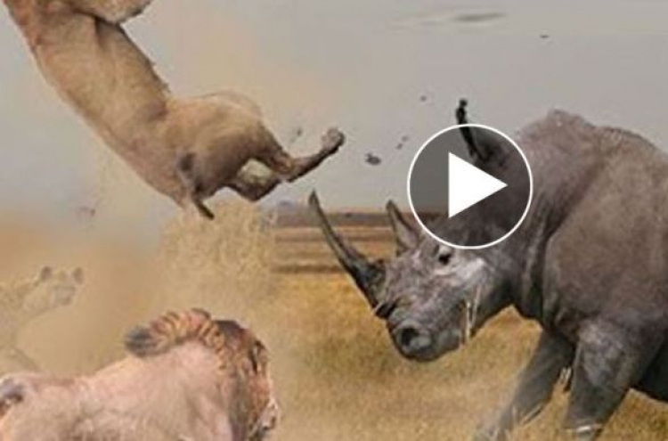 (영상) 코뿔소, 잠자던 사자커플의 ‘침대를 걷어차’