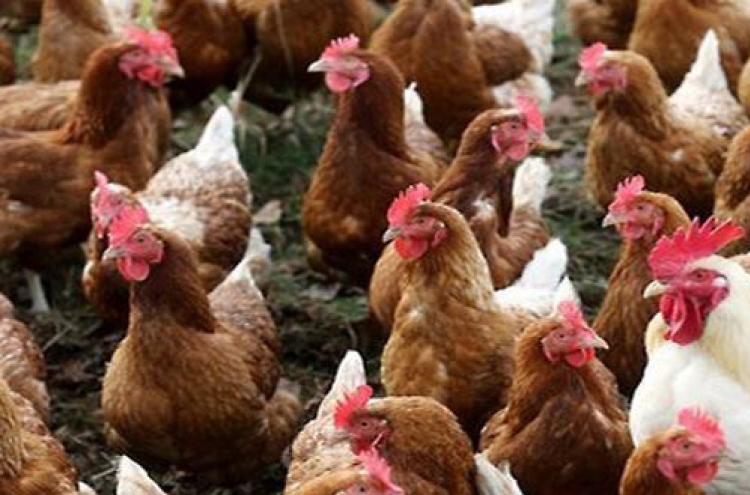 Govt. to inspect all chickens for insecticides