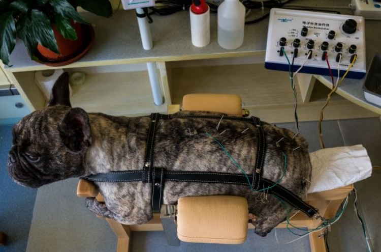 Pet-friendly China acupuncturist gets tails wagging again
