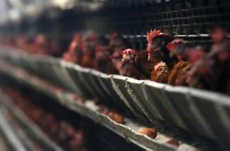 Korea to enhance poultry farming environment
