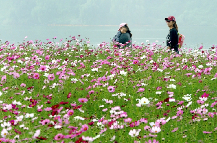 [Photo News] Cosmos in full bloom