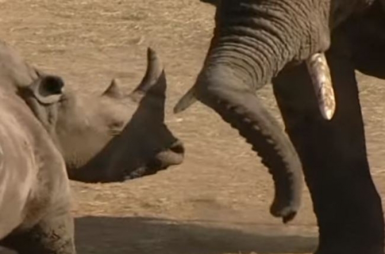(영상) 툭툭 때리는 코끼리, 참다못한 코뿔소 ‘레드카드’