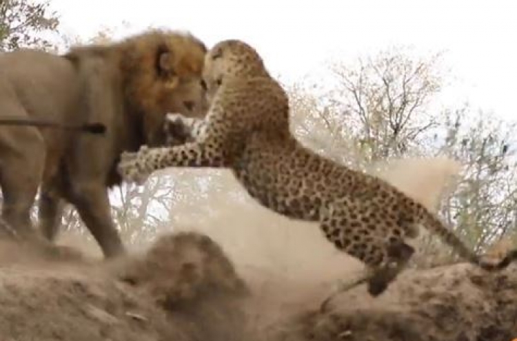 (영상) 사자의 뒤통수를 내리찍는 표범