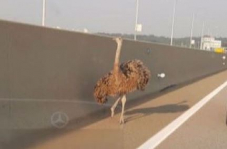 Ostrich runs on highway