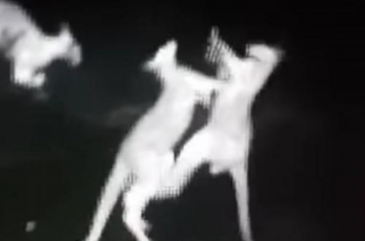 (영상) ‘과속 카메라’ 망친 동물 패싸움