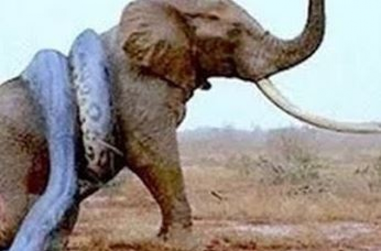 (영상) 코끼리 두개골 가격하는 구렁이