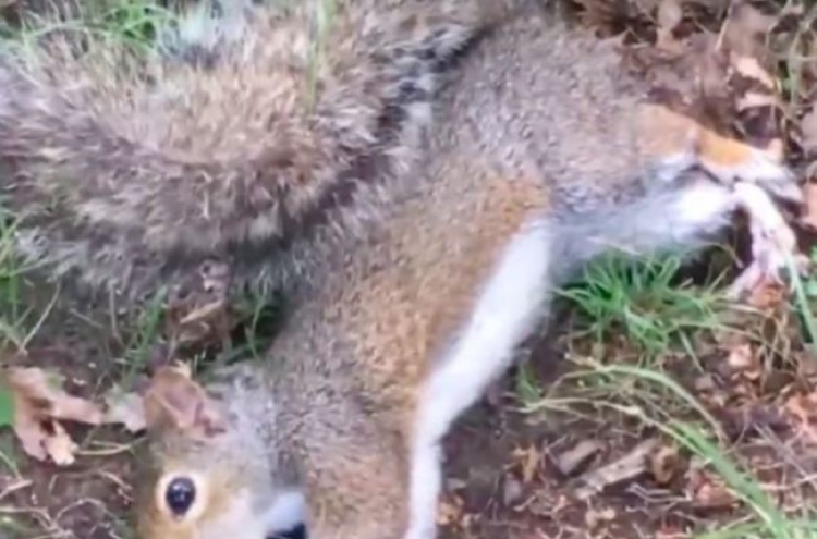 (영상) 독버섯에 취한 다람쥐… 환각 반응