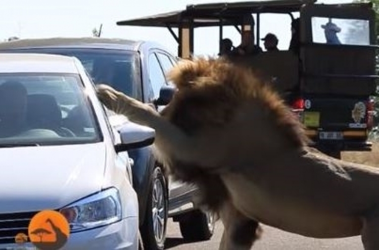 (영상) 사자 짝짓기 훔쳐보던 운전자의 처참한 말로