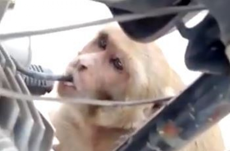 (영상) 휘발유 중독 원숭이… 연료 훔쳐먹어