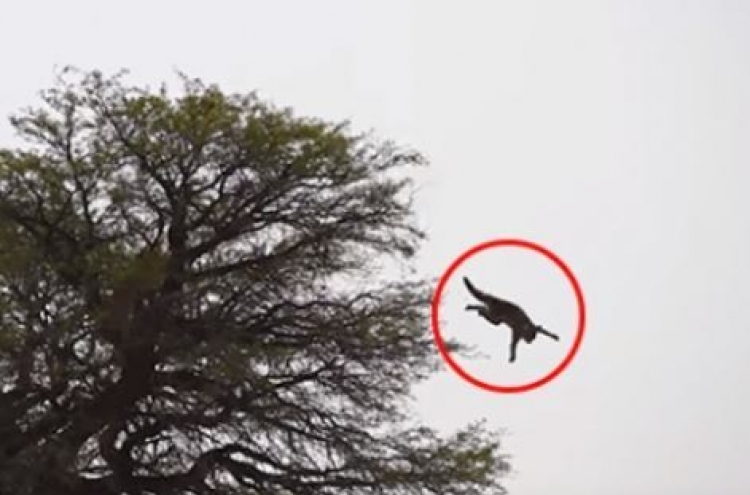 (영상) 야생고양이의 ‘번지점프’… 아프리카