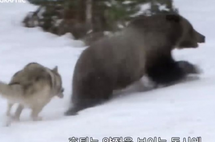 (영상) 동면 준비하던 불곰 박살내는 늑대