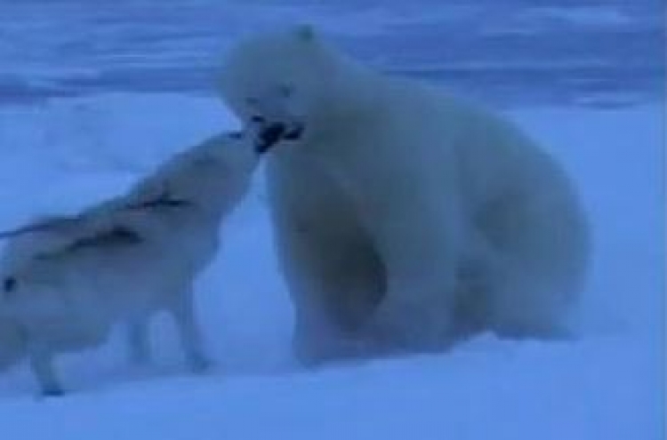 (영상) 북극곰의 잇몸을 갈기는 사냥개