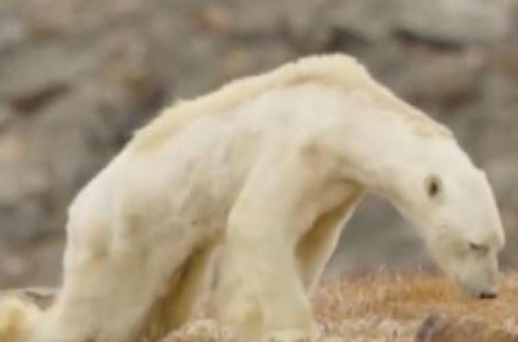 북극곰의 눈물… 사진 한 장에 세계 ‘발칵’