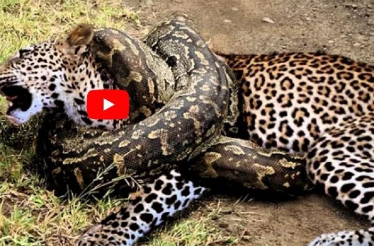 (영상) 표범의 넓적다리 뚫는 비단뱀