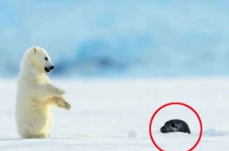 (영상) 물개와 눈 마주친 ‘포식자’ 북극곰의 행동