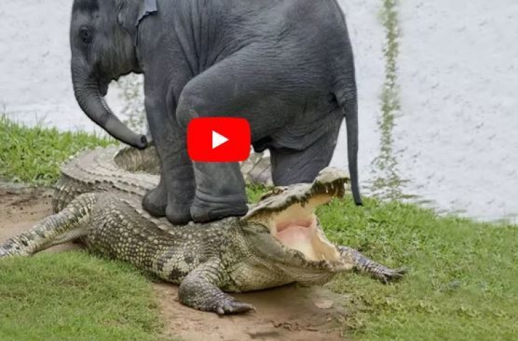 (영상) 코끼리 먹으려던 악어 '처참한 몰골'