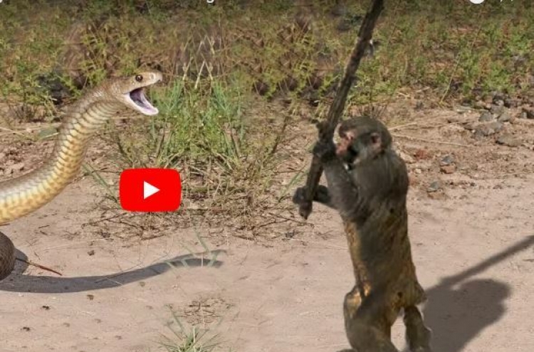 (영상) 코브라 짱돌로 내리찍는 원숭이