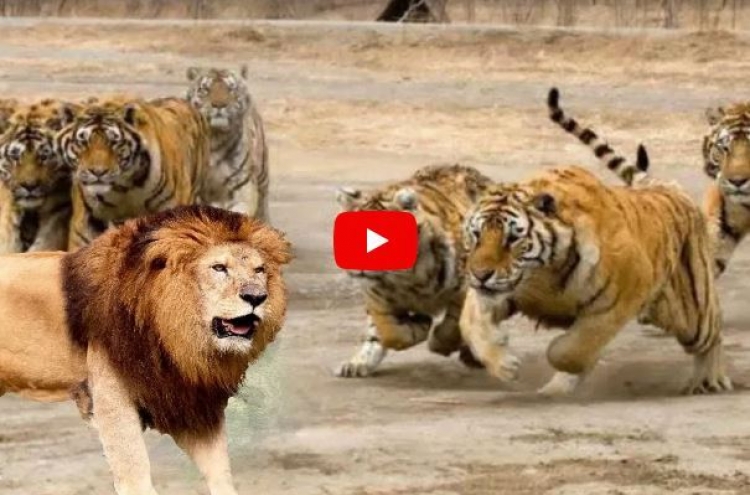 (영상) 호랑이 앞 거들먹대던 미국 사자 ‘루저’