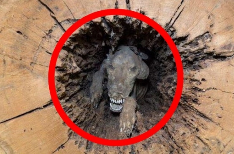 나무 속 발견된 OO… 20년 전 숨져