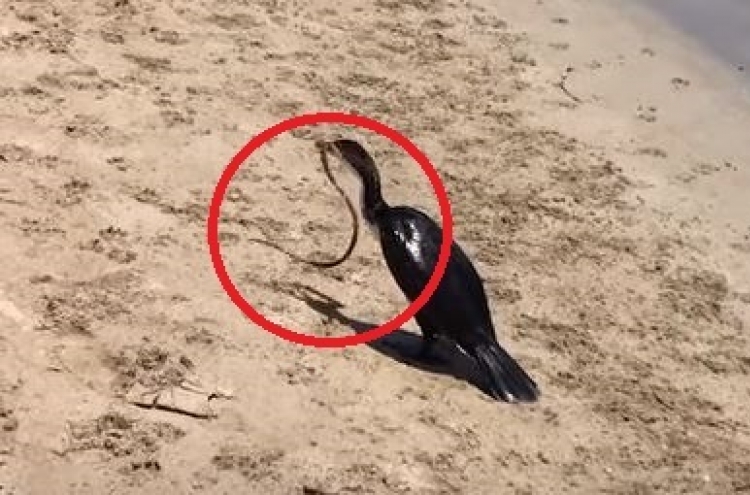 (영상) ‘뱀의 치욕’...새한테 잡아먹히다