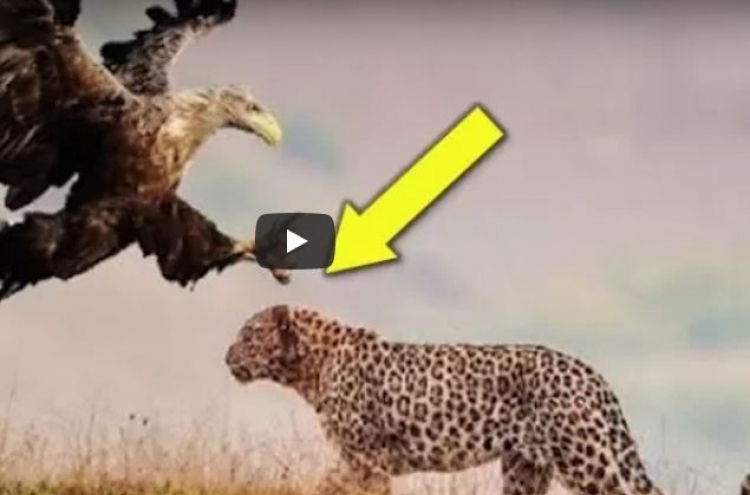 (영상) 육상 포식자 낚아채는 독수리