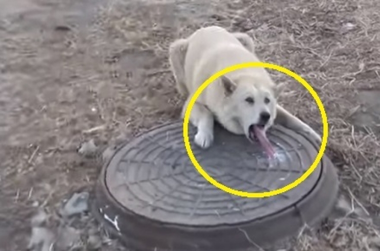 (영상) 맨홀에 얼어붙은 반려견의 혀