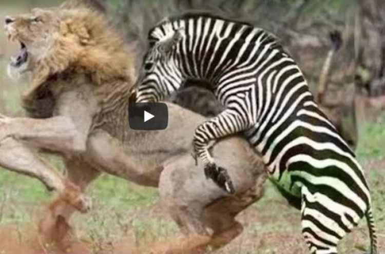 (영상) 얼룩말 핵주먹에 사자 ‘쌍코피’