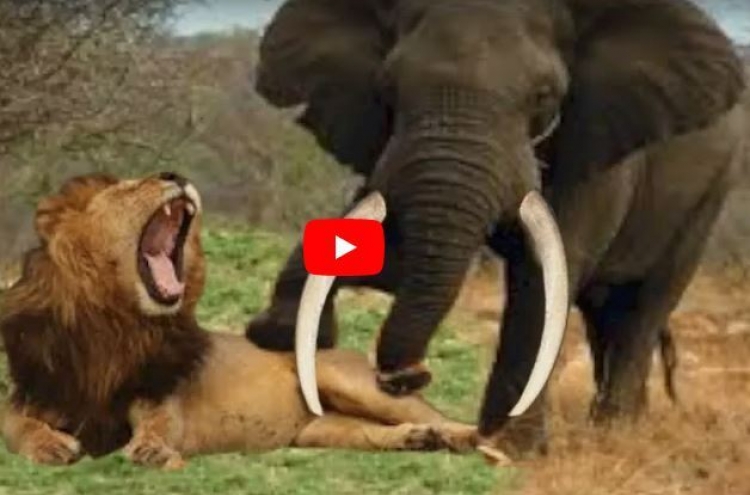 (영상) 코끼리한테 붙잡힌 사자 '극적 생존'