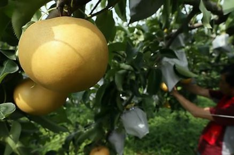 Canada eases quarantine standards for S. Korean pears