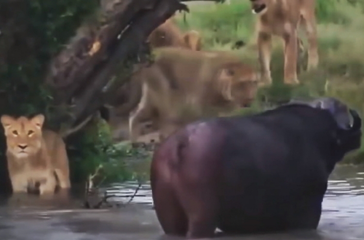 (영상) 물소를 노린 사자 떼, 맹렬한 사냥 중 ‘반전’