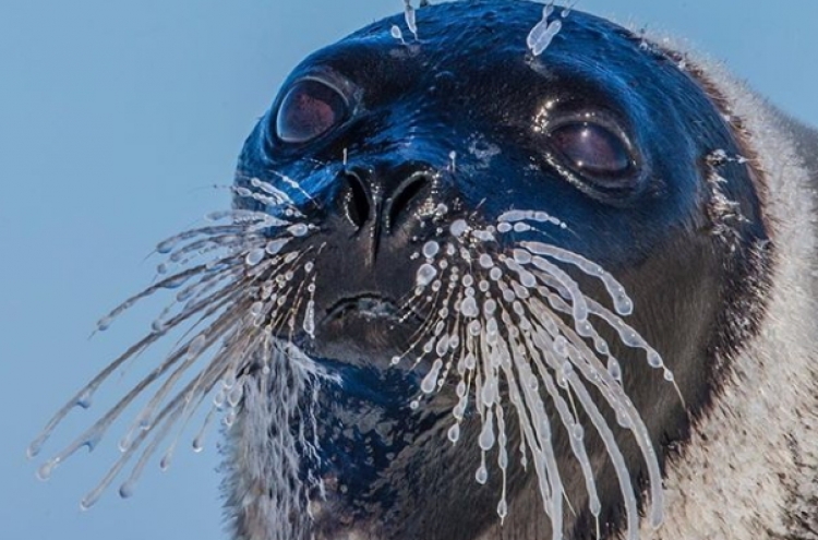 (사진) 꽁꽁 얼어붙은 바다표범 수염