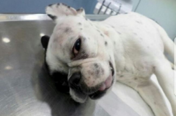 Alcoholic gets jail sentence reduced to fine in animal abuse case
